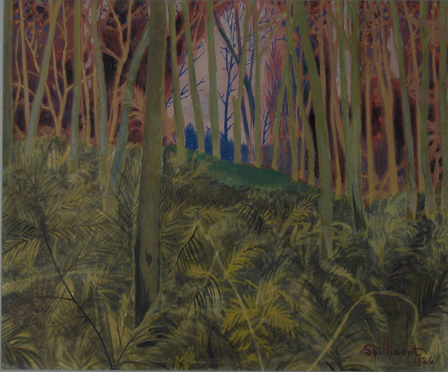 Tree Trunks and Ferns